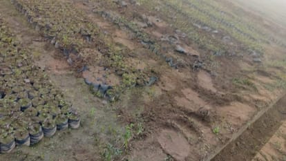Elephants destroyed the nursery of the Forest Department in Lakhimpuri Kheri