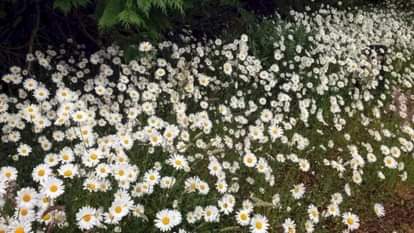 Viral optical illusion Brain Test find Dog in photo hidden within five seconds brain teaser picture puzzle