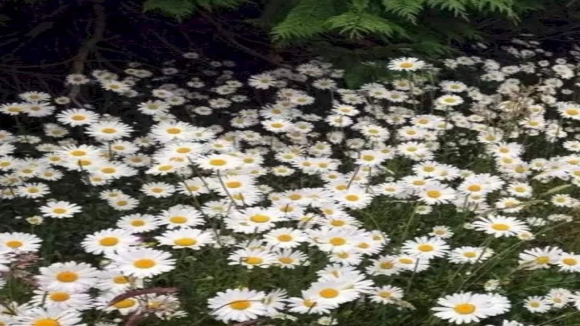 Viral optical illusion Brain Test find Dog in photo hidden within five seconds brain teaser picture puzzle