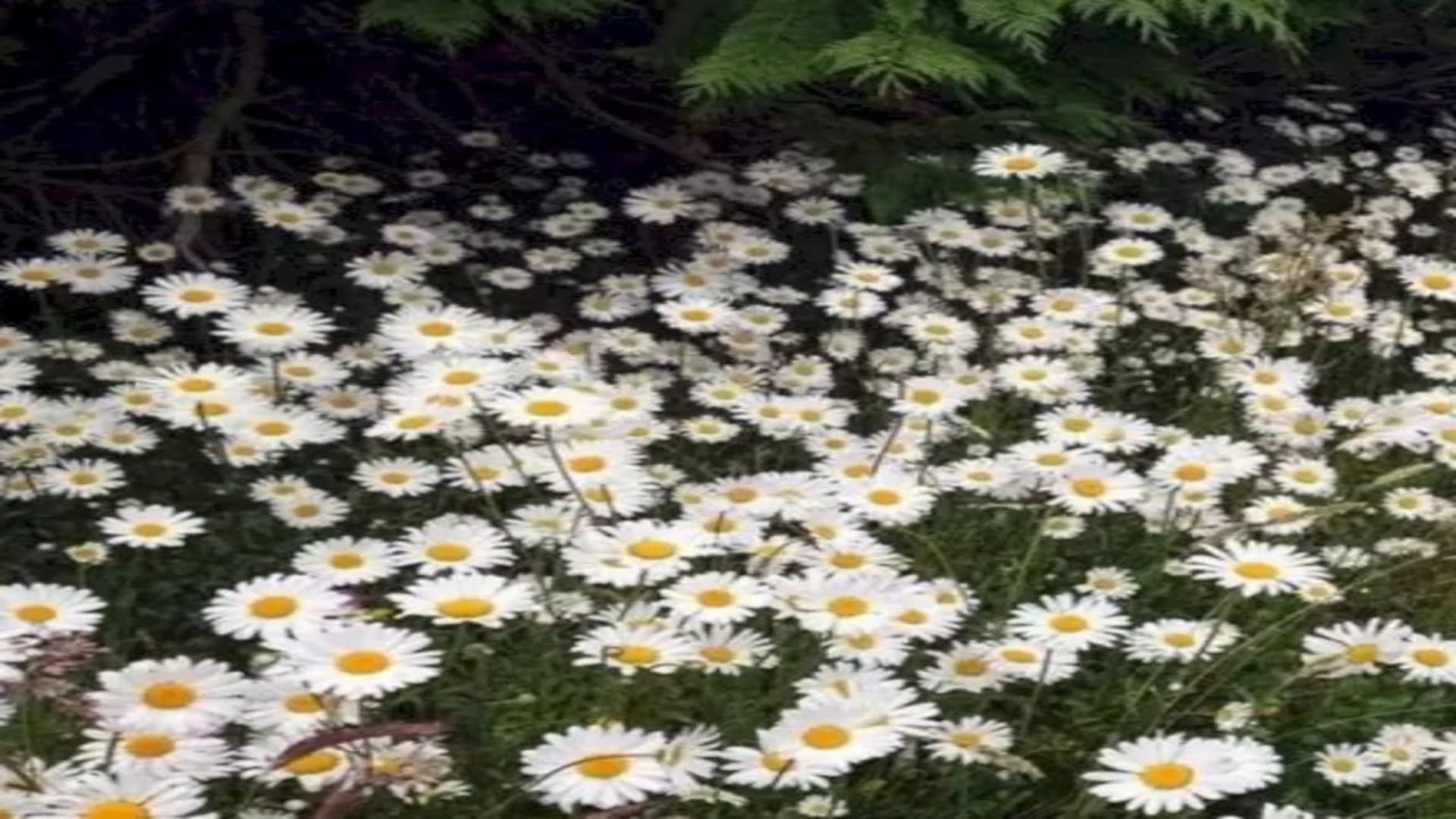 Viral optical illusion Brain Test find Dog in photo hidden within five seconds brain teaser picture puzzle