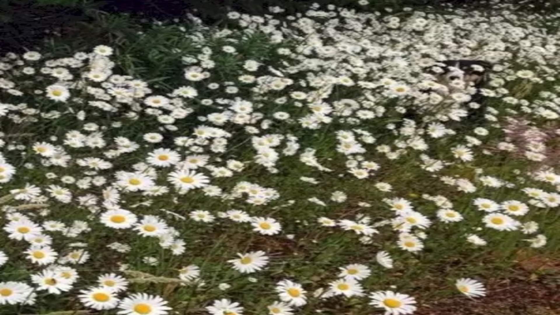 Viral optical illusion Brain Test find Dog in photo hidden within five seconds brain teaser picture puzzle