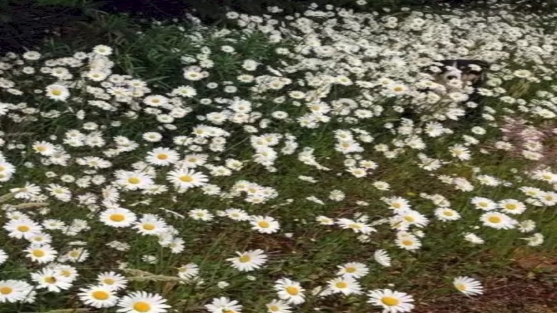 Viral optical illusion Brain Test find Dog in photo hidden within five seconds brain teaser picture puzzle