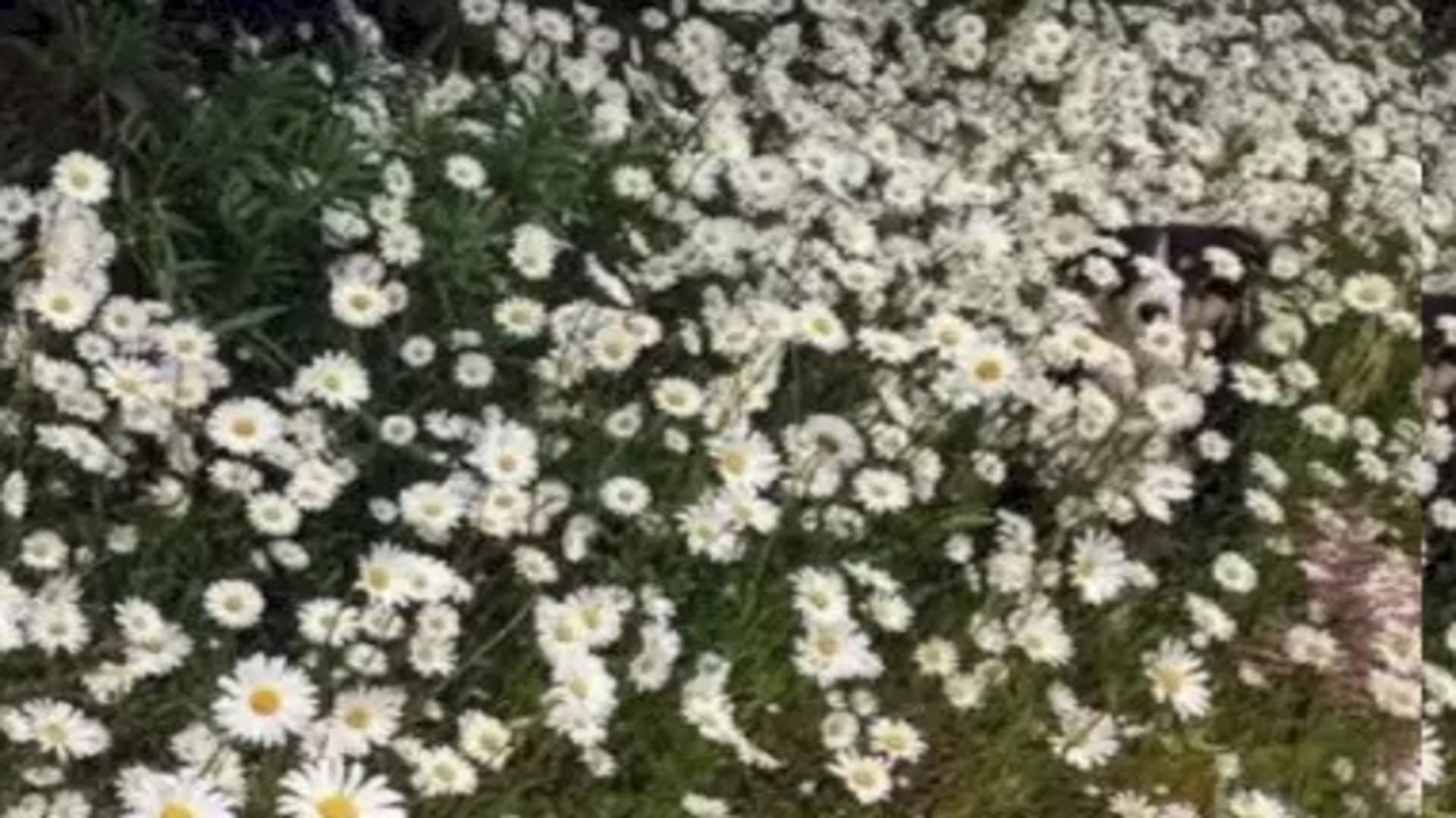 Viral optical illusion Brain Test find Dog in photo hidden within five seconds brain teaser picture puzzle