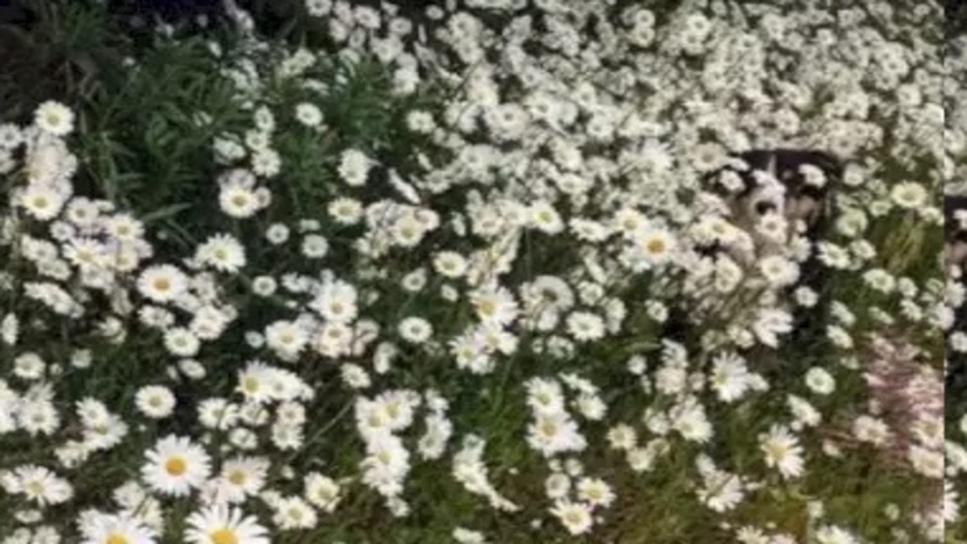 Viral optical illusion Brain Test find Dog in photo hidden within five seconds brain teaser picture puzzle