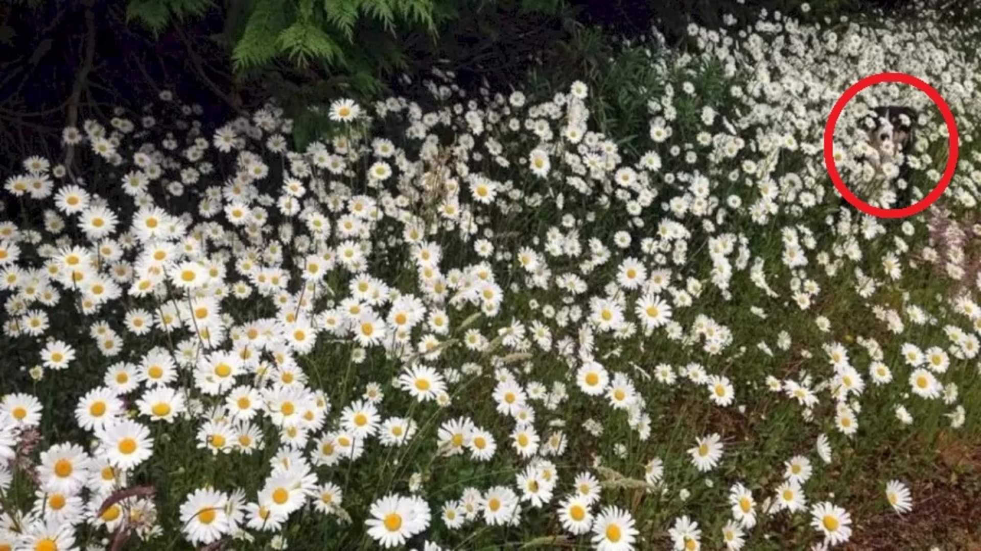 Viral optical illusion Brain Test find Dog in photo hidden within five seconds brain teaser picture puzzle