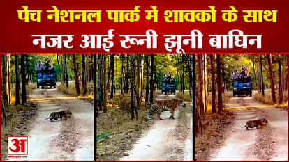 Pench National Park: Rooney Jhuni tigress seen with cubs tourists captured exciting view on camera