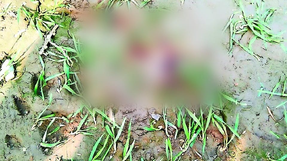 tiger attacked and killed the mason 100 meters before the house