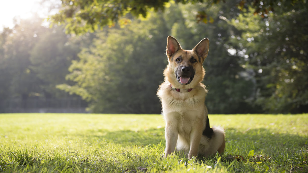 World’s Most Expensive Animals List Know Interesting Facts About Expensive Pets