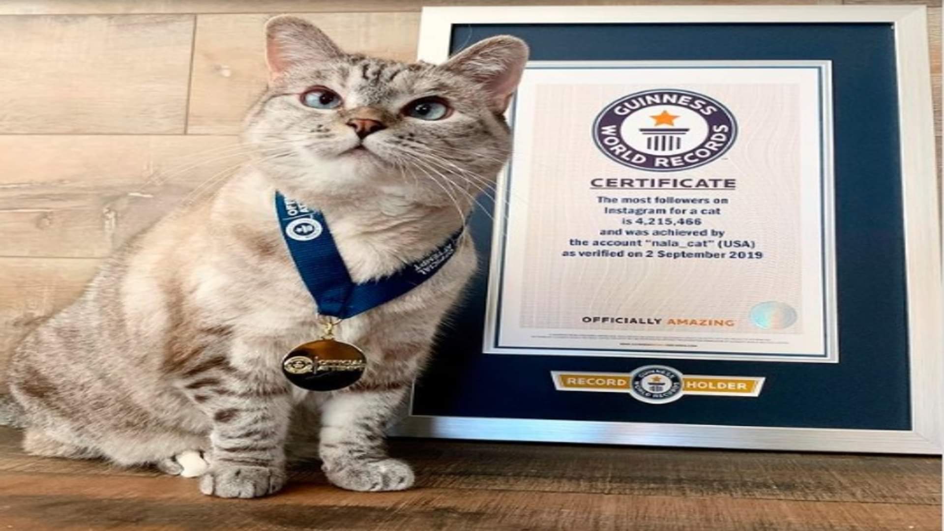 World’s Most Expensive Animals List Know Interesting Facts About Expensive Pets