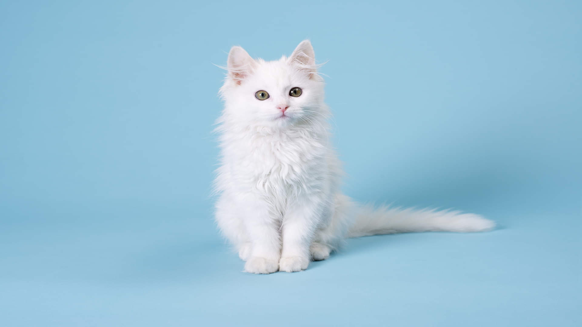 World’s Most Expensive Animals List Know Interesting Facts About Expensive Pets