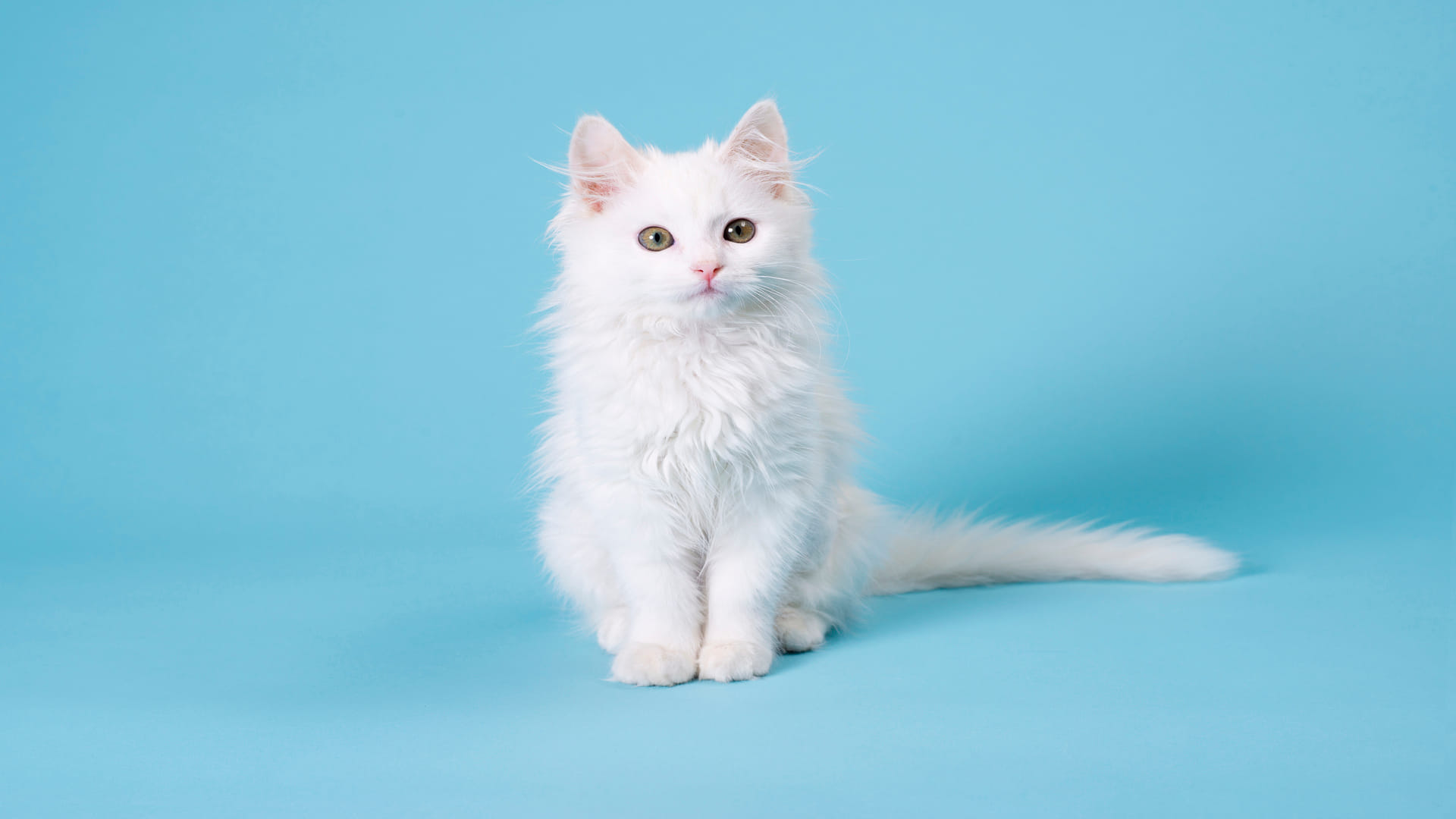 World’s Most Expensive Animals List Know Interesting Facts About Expensive Pets