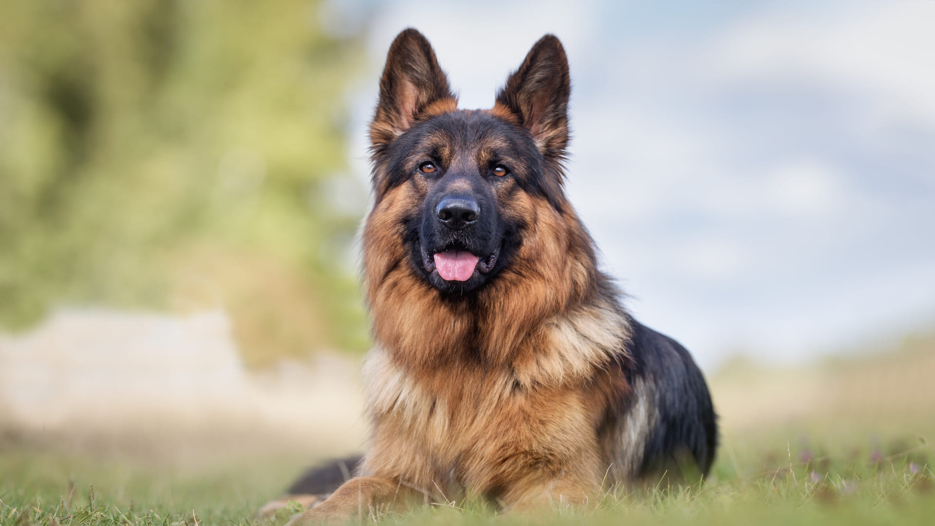 World’s Most Expensive Animals List Know Interesting Facts About Expensive Pets