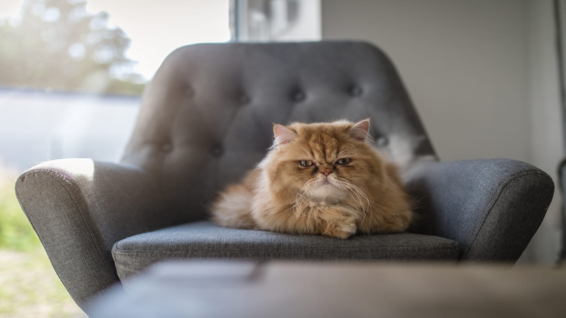World’s Most Expensive Animals List Know Interesting Facts About Expensive Pets