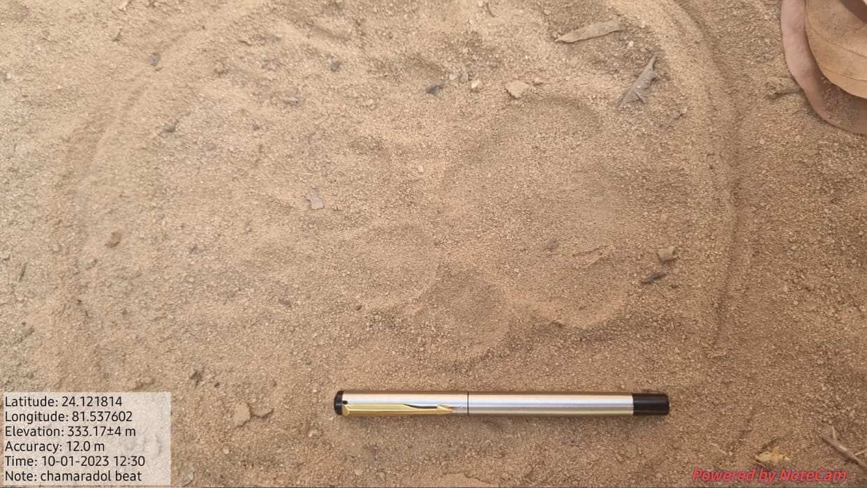 Tiger's pugmark seen in Chamradol of Majhauli in Sidhi panic among villagers forest department made Munadi