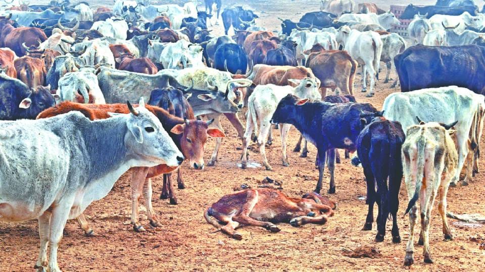 cattle lie under the open sky in cowshed in three degree Celsius In Mainpuri