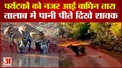 Bandhavgarh Tiger Reserve Tourists saw tigress Tara in Khitauli zone cubs were seen drinking water in the pond