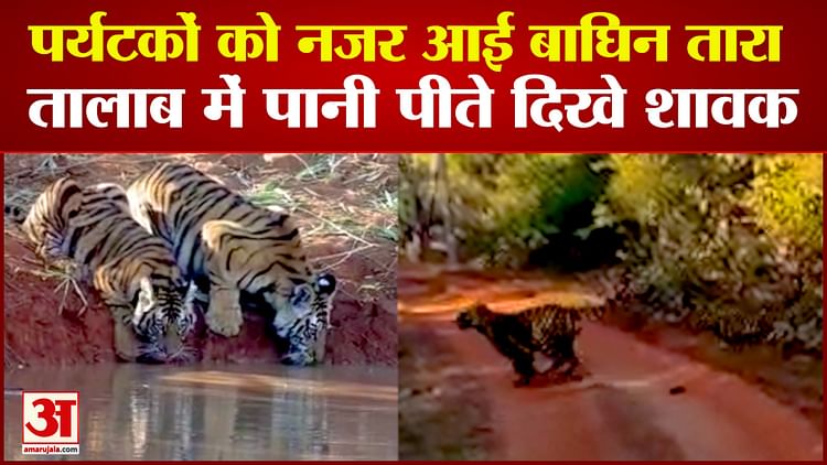 Bandhavgarh Tiger Reserve Tourists Saw Tigress Tara In Khitauli Zone Cubs Were Seen Drinking 6441