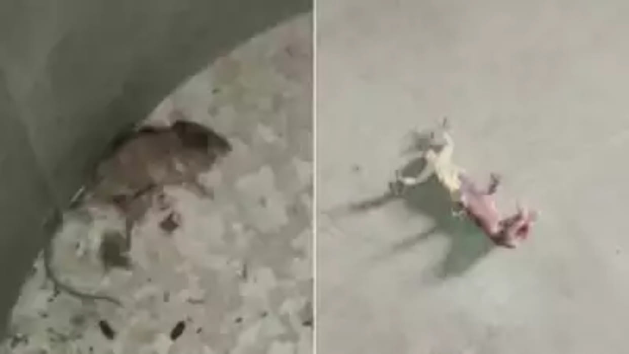 west bengal dead lizard and rat found in mid day meal in malada school