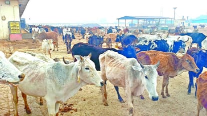 cattle lie under the open sky in cowshed in three degree Celsius In Mainpuri