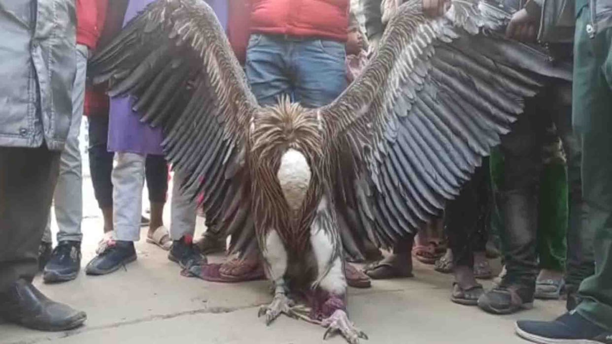 The pair of vultures will be free