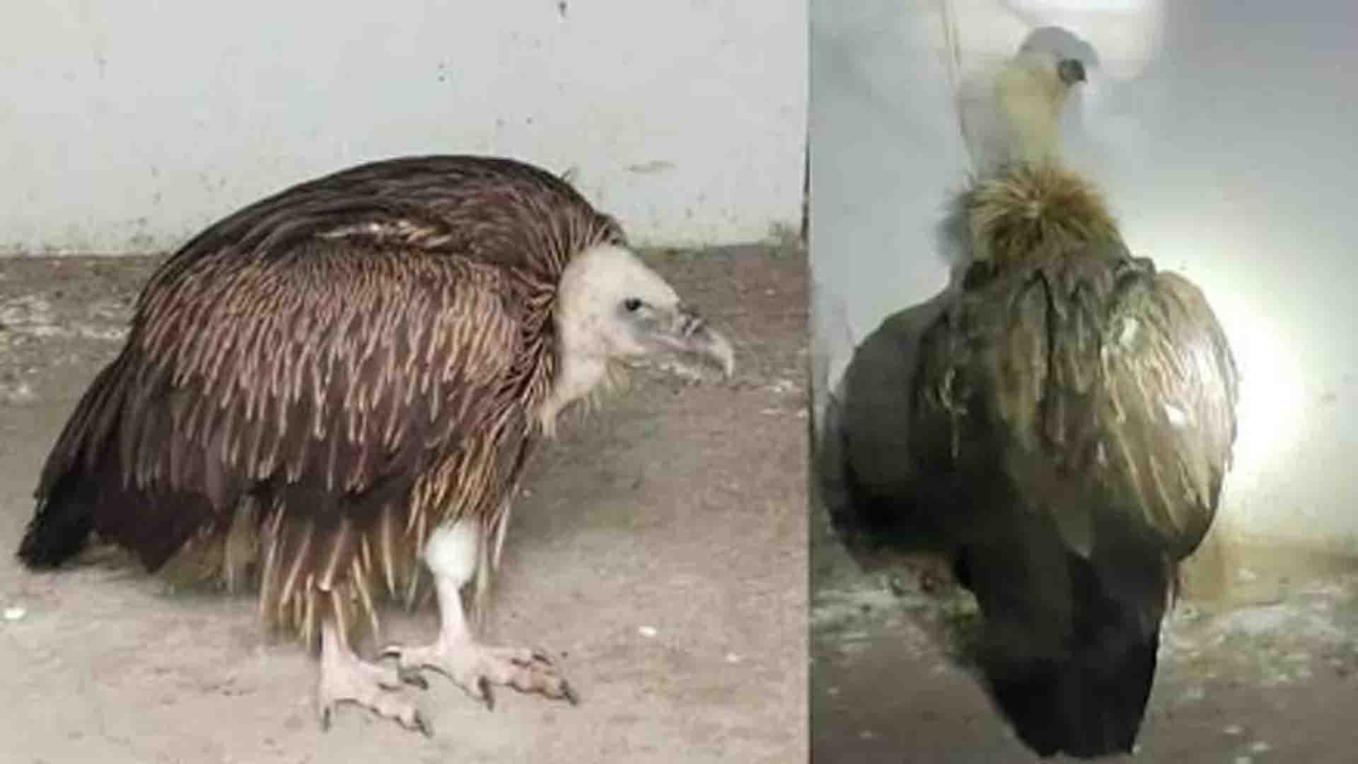 Kanpur: Himalayan vulture is under stress, vulture scientist did health test