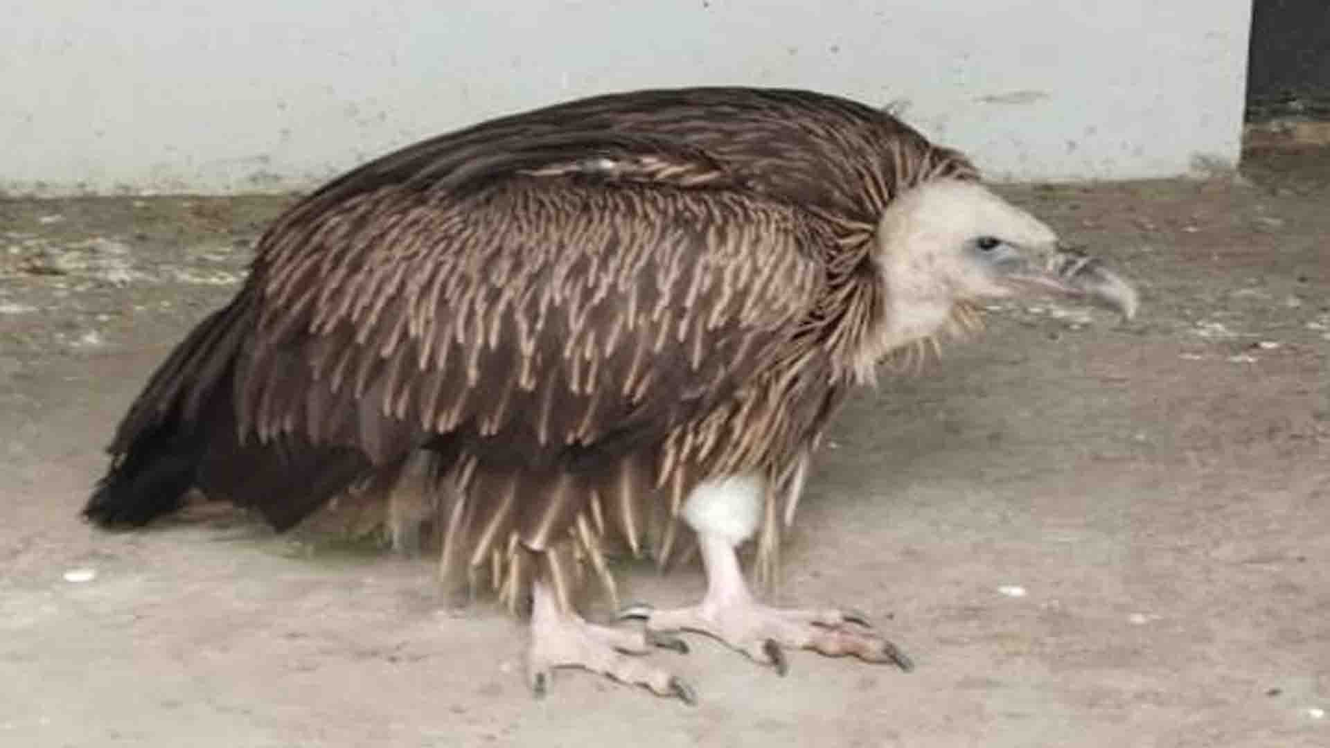 Kanpur: Himalayan vulture is under stress, vulture scientist did health test