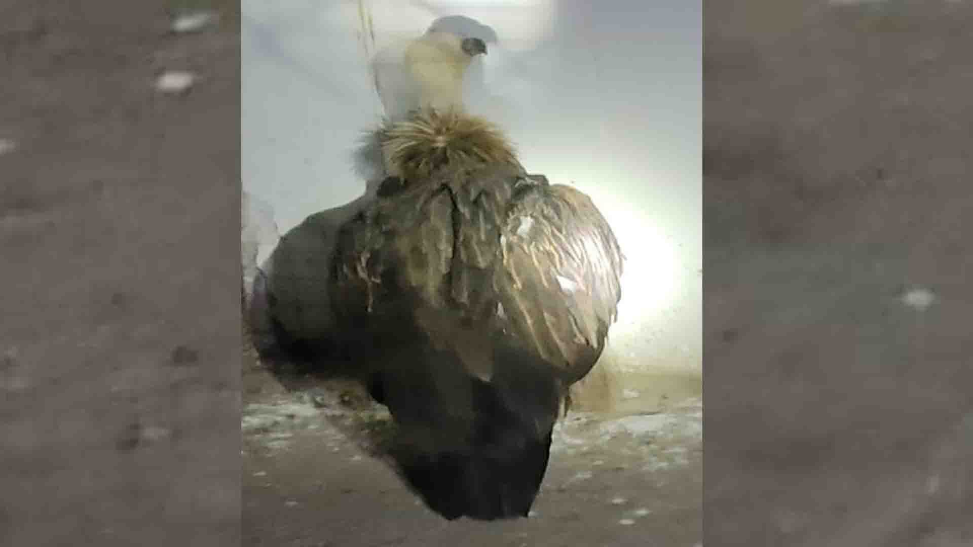 Kanpur: Himalayan vulture is under stress, vulture scientist did health test