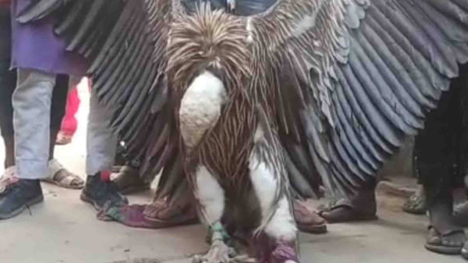 Kanpur: Himalayan vulture is under stress, vulture scientist did health test