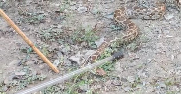 10 feet python created stir in hamirpur, forest department team did rescue, released in forest
