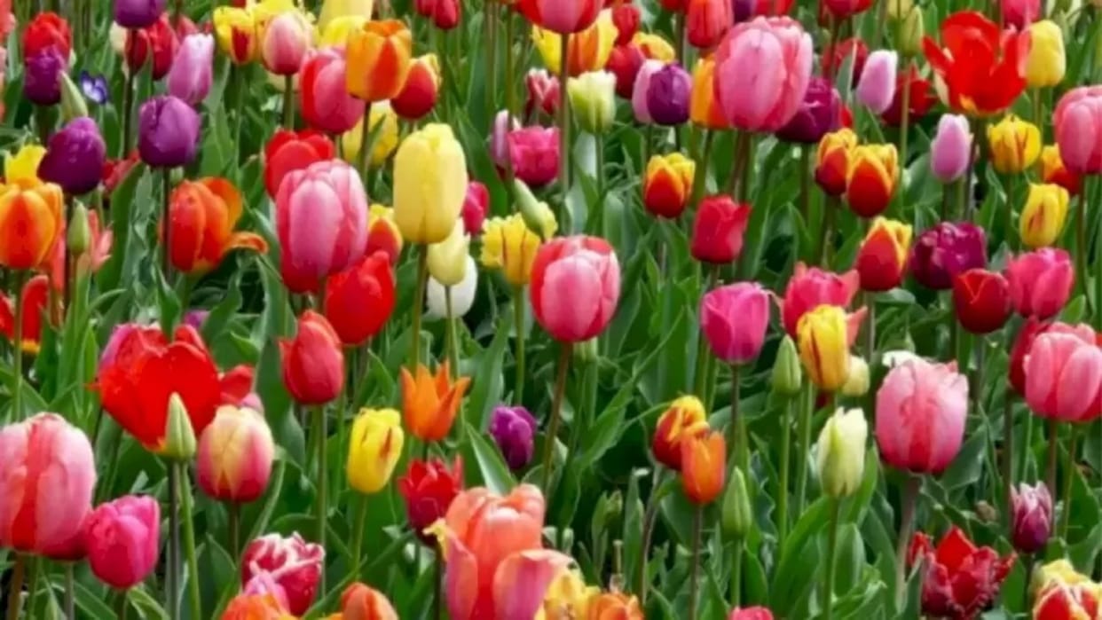 Optical Illusions IQ Test: Can You Find the Hidden Butterfly among the Flowers in 12 Seconds? Check Your Brain