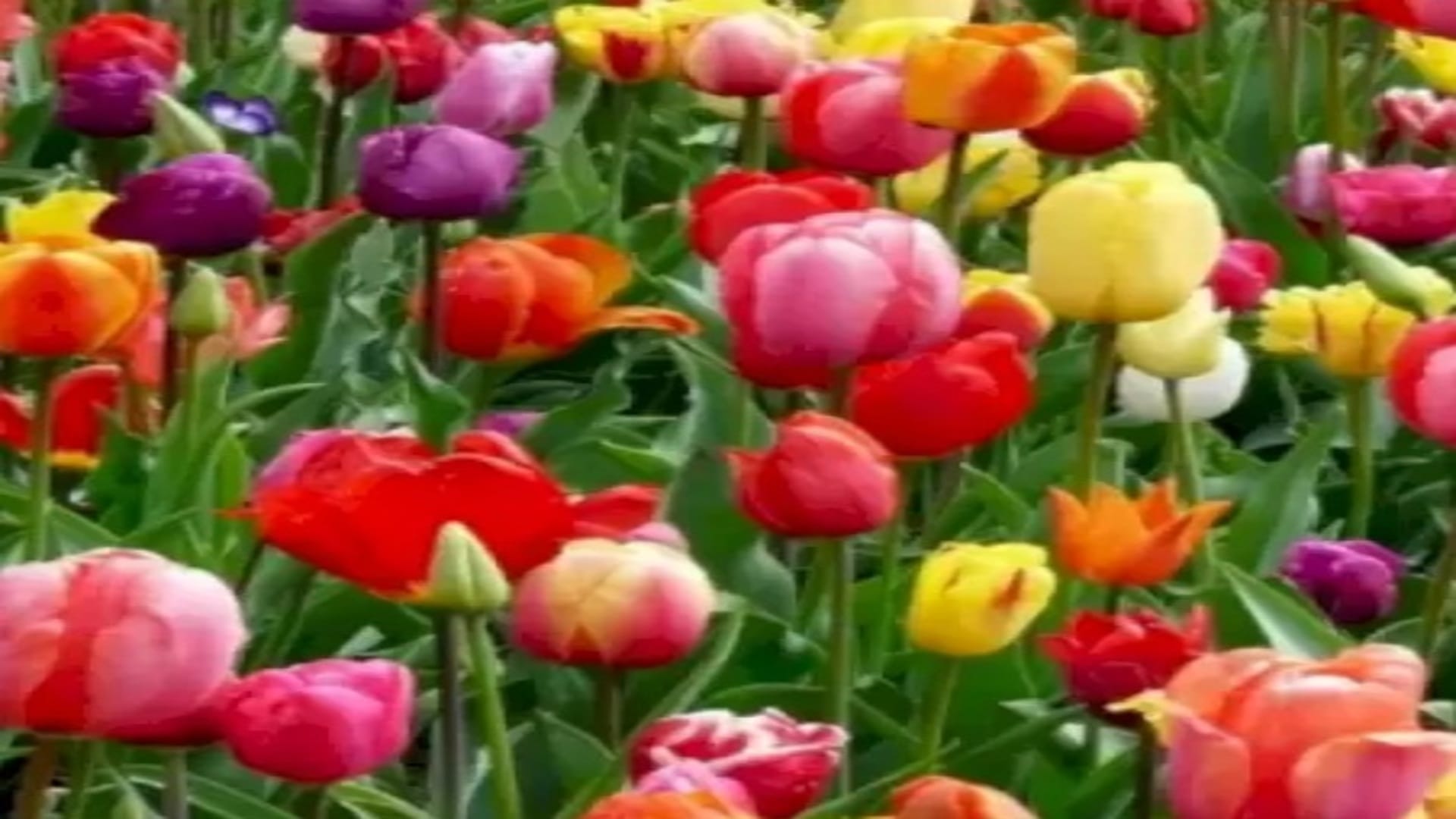 Optical Illusions IQ Test: Can You Find the Hidden Butterfly among the Flowers in 12 Seconds? Check Your Brain