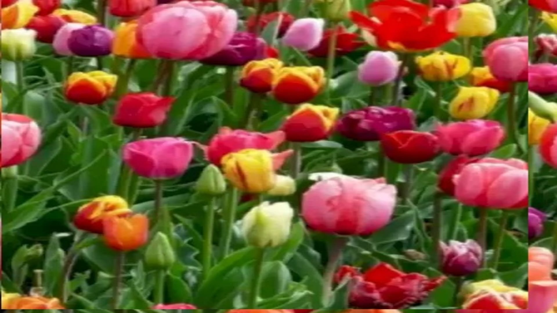 Optical Illusions IQ Test: Can You Find the Hidden Butterfly among the Flowers in 12 Seconds? Check Your Brain