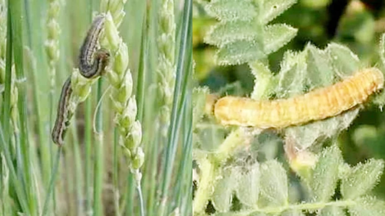 Sehore Outbreak of pests in wheat and gram crops farmers worried