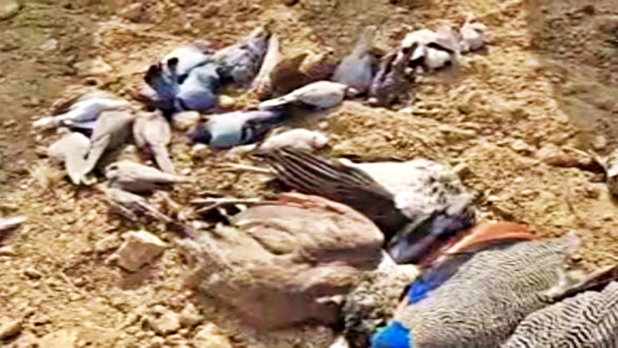 dead Birds found in Rajalavata village