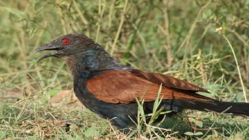 Rare Greater Kaukal bird seen in Bandhavgarh, know all about