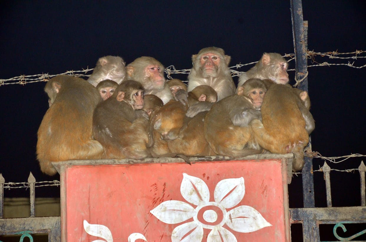Mathura: Torture of melting and bone-chilling winter continues