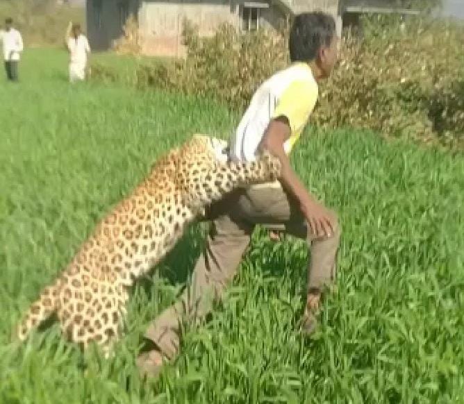 Rajasthan: leopard attacked two people in a field of banswara after throwing stones