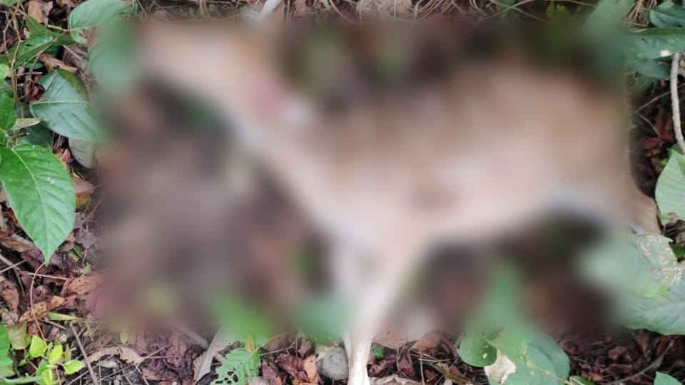 Three deer died after being hit by a train in Dudhwa Tiger Reserve in Lakhimpur kheri