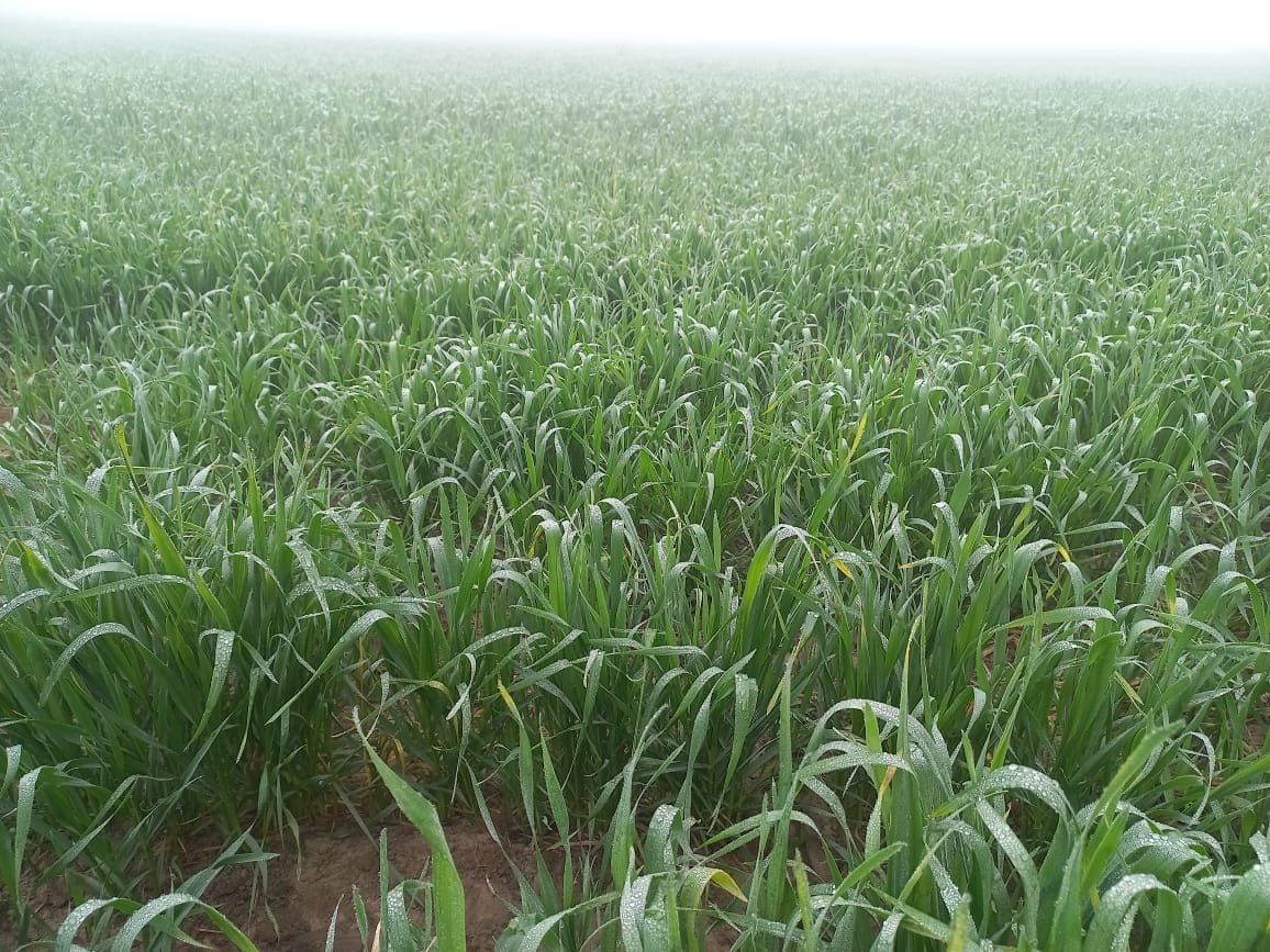 Wheat acreage falls, farmers show interest in mustard