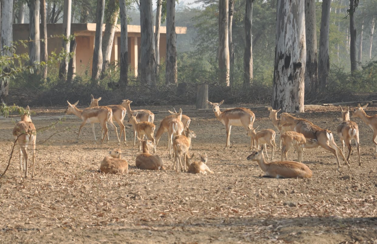 The responsibility of feeding and taking care of 108 deer on one employee