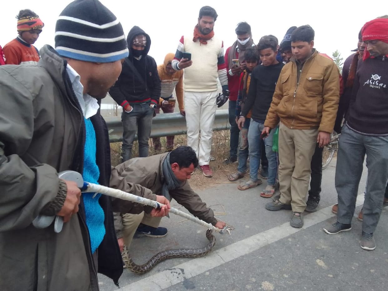 Seeing the python on the highway, the wheels stopped, the passengers were scared
