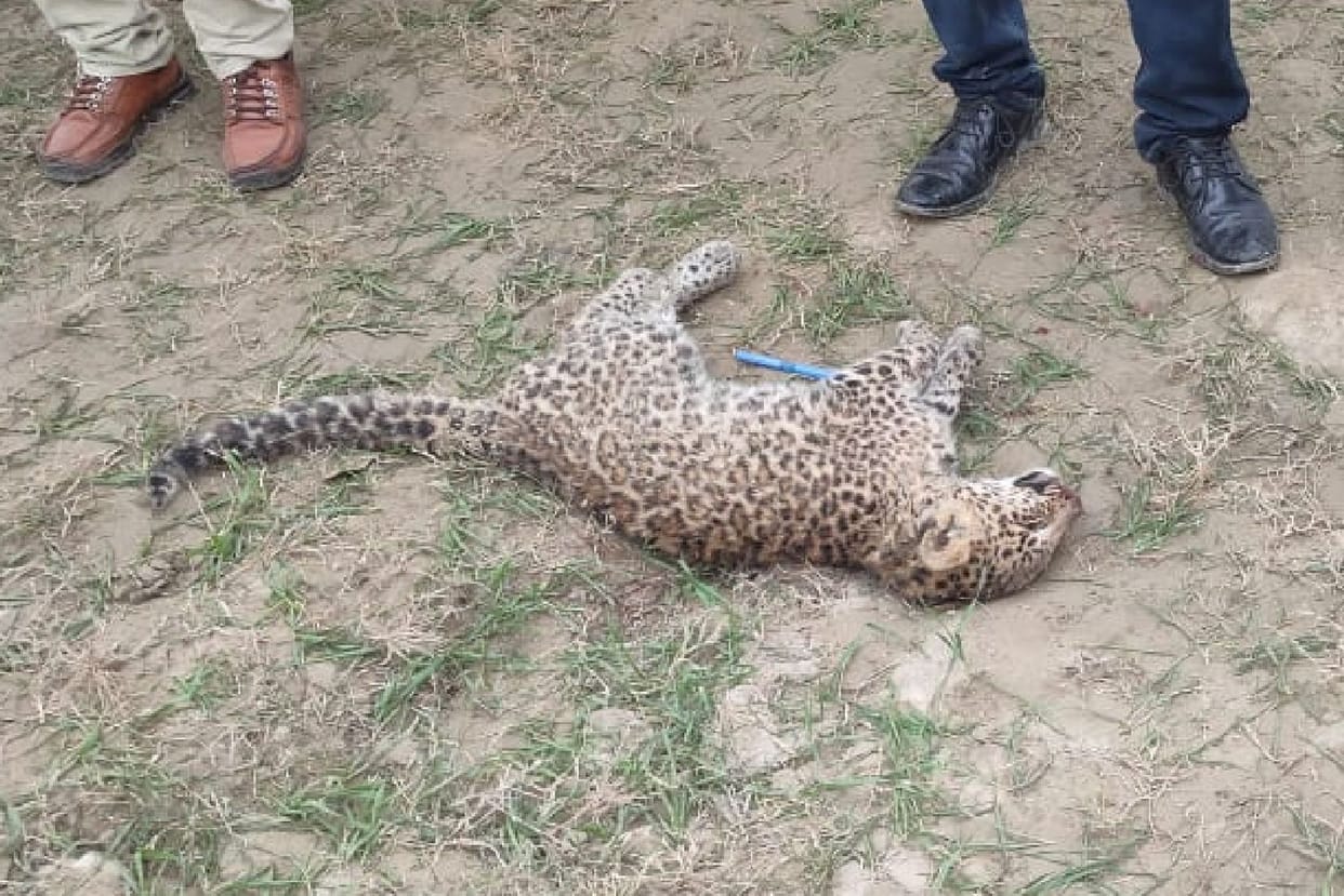 leopard cub found dead in the field