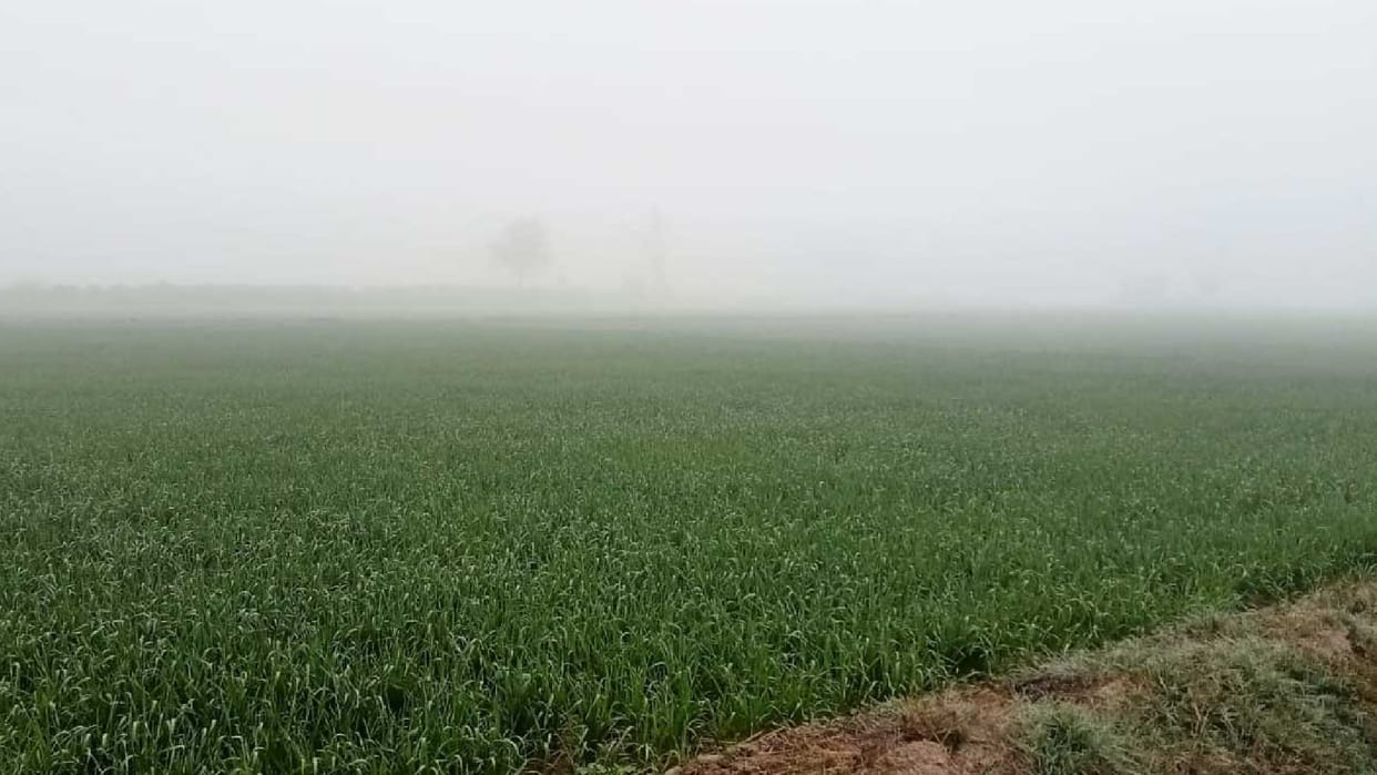 Loss of farmers due to severe cold crops of gram arhar lentils and vegetables destroyed due to frost