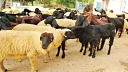 भेड़-बकरियों में फैली बीमारी