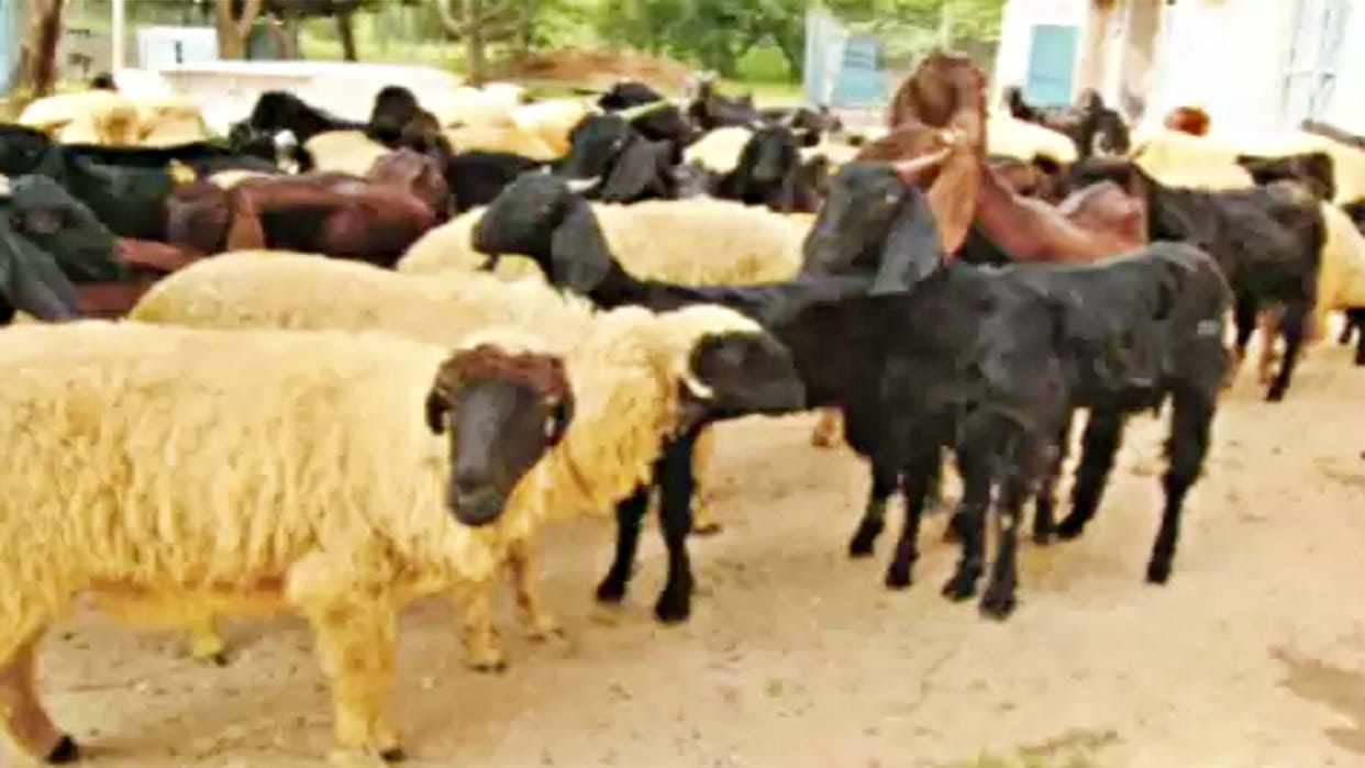 Rajasthan 100 sheep goats died in Jaisalmer vaccine is not available for spread of the disease
