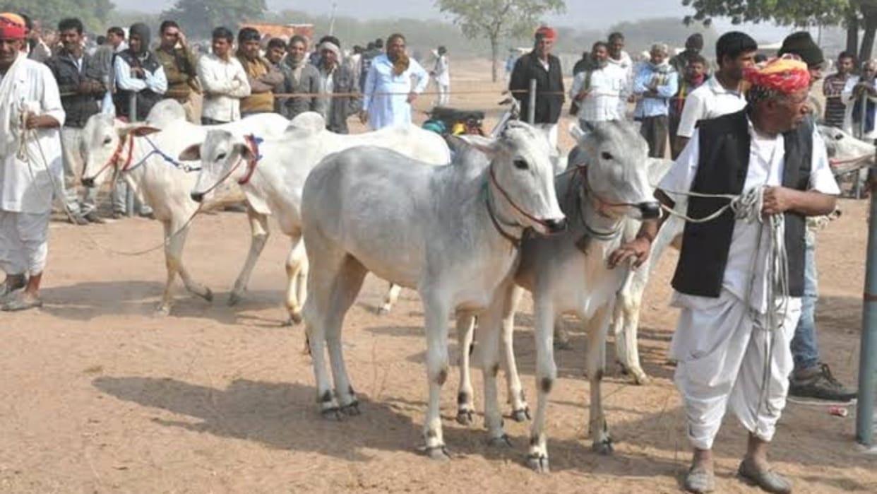 Up to 90 percent loan will be available for animal husbandry
