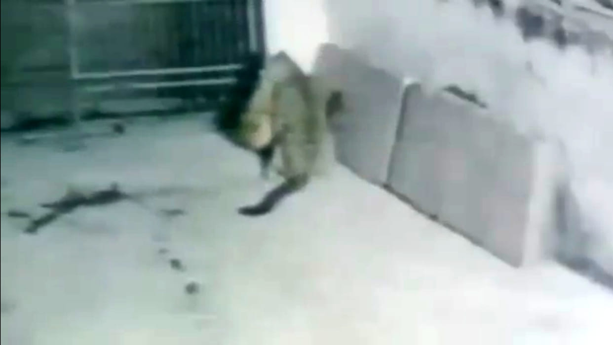 Rajasthan: Panther hunt pet dog in udaipur kaladwas, video recorded in CCTV