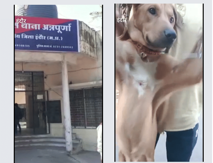 Neighbor attacked pet dog with air gun, shot three pellets in stomach