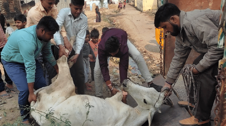 Hathras News: शीतलहर से पशु भी हो रहे बीमार, ऐसे करें देखभाल बीमार गाय को उपचार के लिए ले जाते हुए