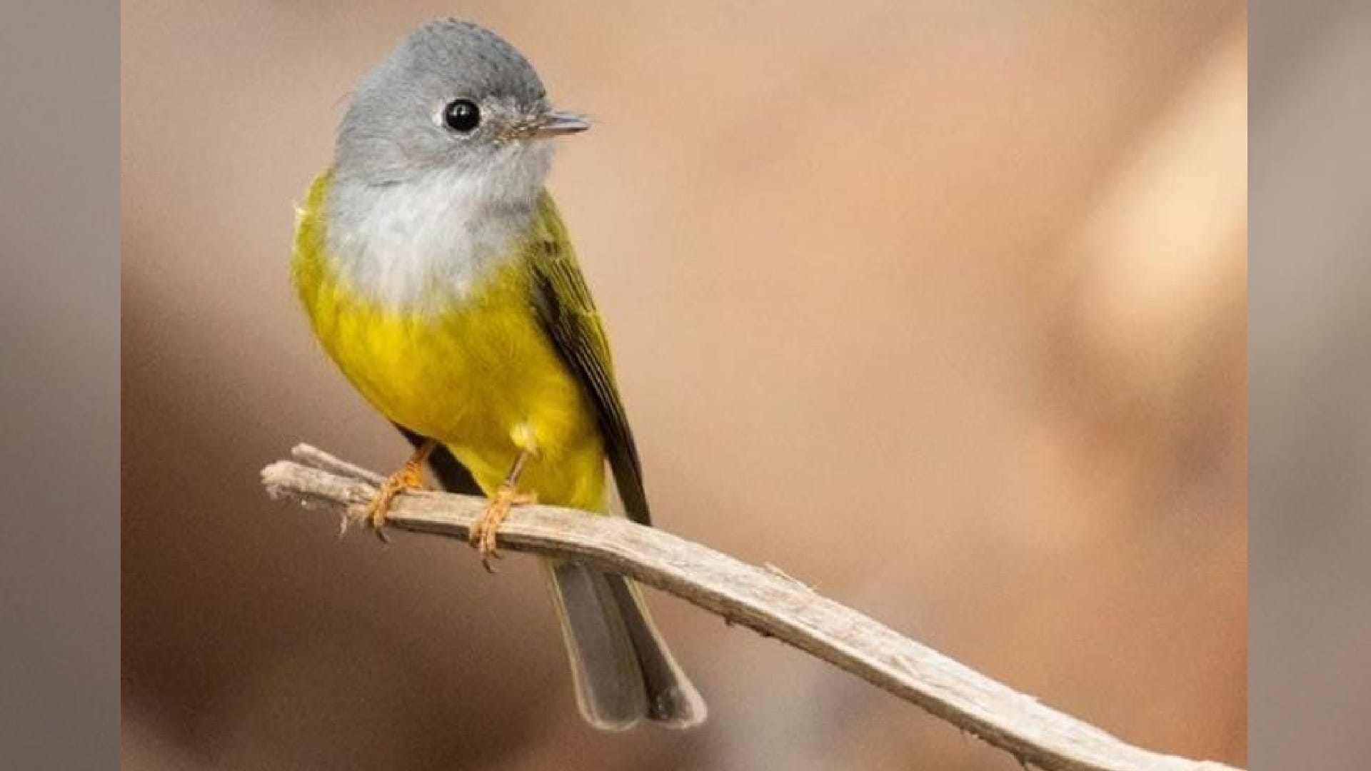 Nauradehi Sanctuary: Experts from six states are counting migratory birds